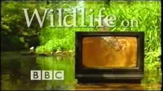Bbc2 Scotland Screen Clean Ident Wildlife On Two Sting - 2004