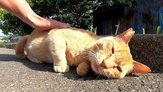 ジョギングコースに茶トラ猫がいたのでナデナデしたら付いてきた