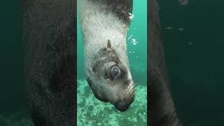 Panda Bear Panda Bear What Do You See? Animated Read Along