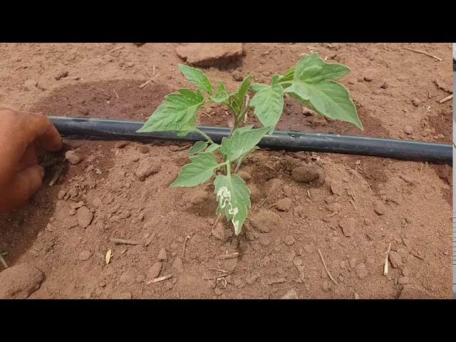 Time-lapse Kyojin, Trazemos a solução e a comprovação dos resultados!  Acompanhe a eficiência de Kyojin, herbicida pré-emergente da IHARA, que  elimina as daninhas, By IHARA