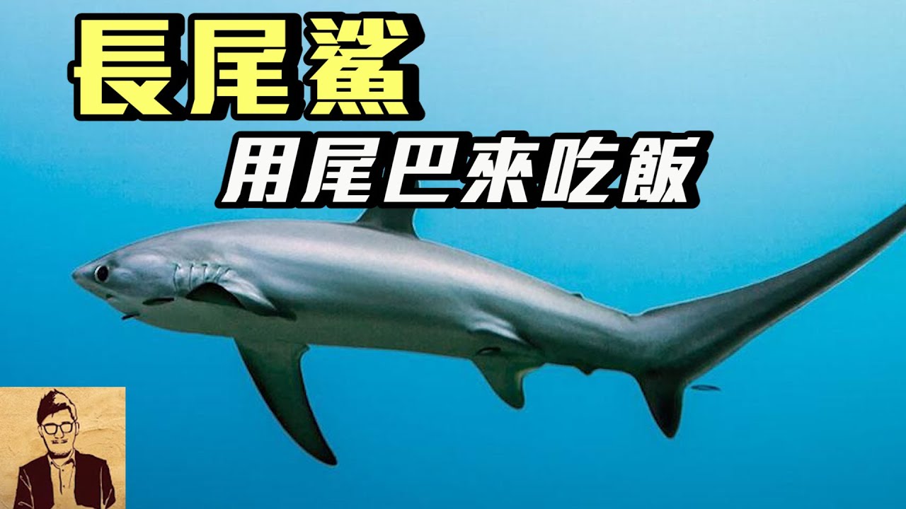 世界上最長尾巴的鯊魚長尾鯊 優雅的迴旋 鐮刀狀的尾鰭 | 菲律賓潛水行 EP3