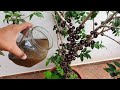 Este adubo vale ouro para jabuticaba frutificar muito