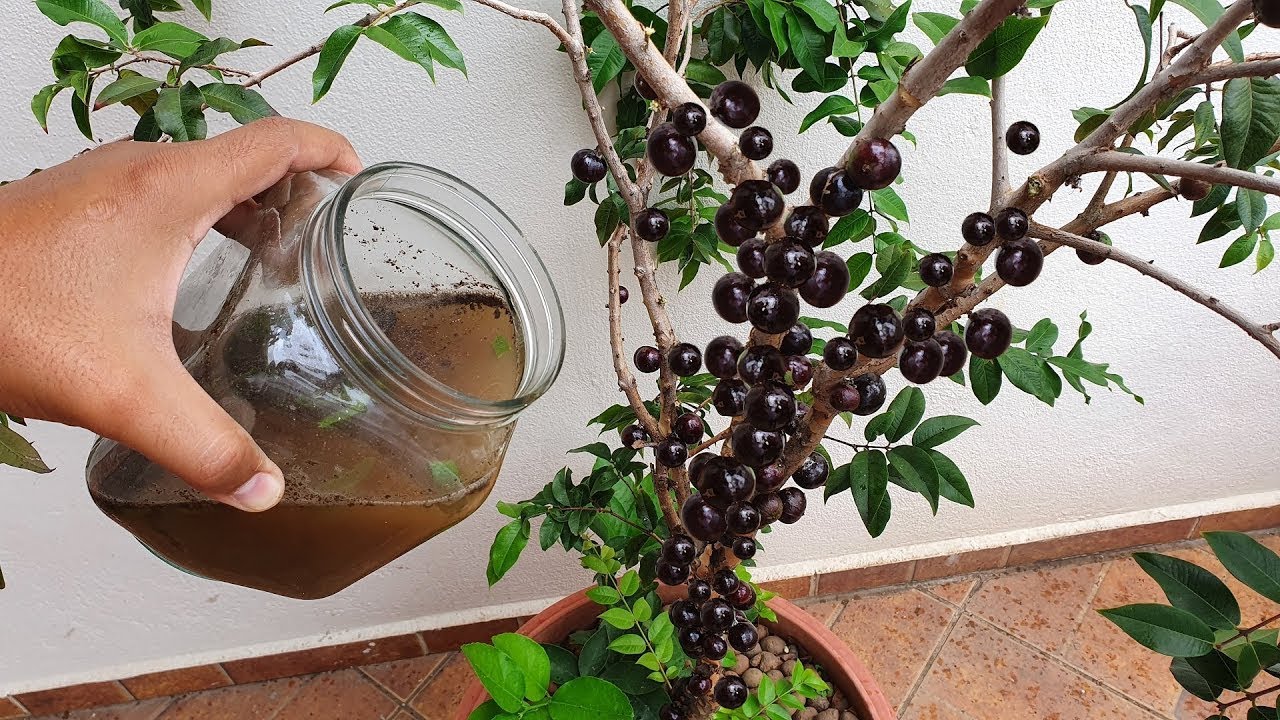 Este adubo vale ouro para jabuticaba frutificar muito
