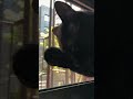 Mystie in slowmo ... #cats #shorts #kitty