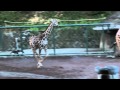 速い！子キリンの走り！ ~Fast!! running Giraffe~