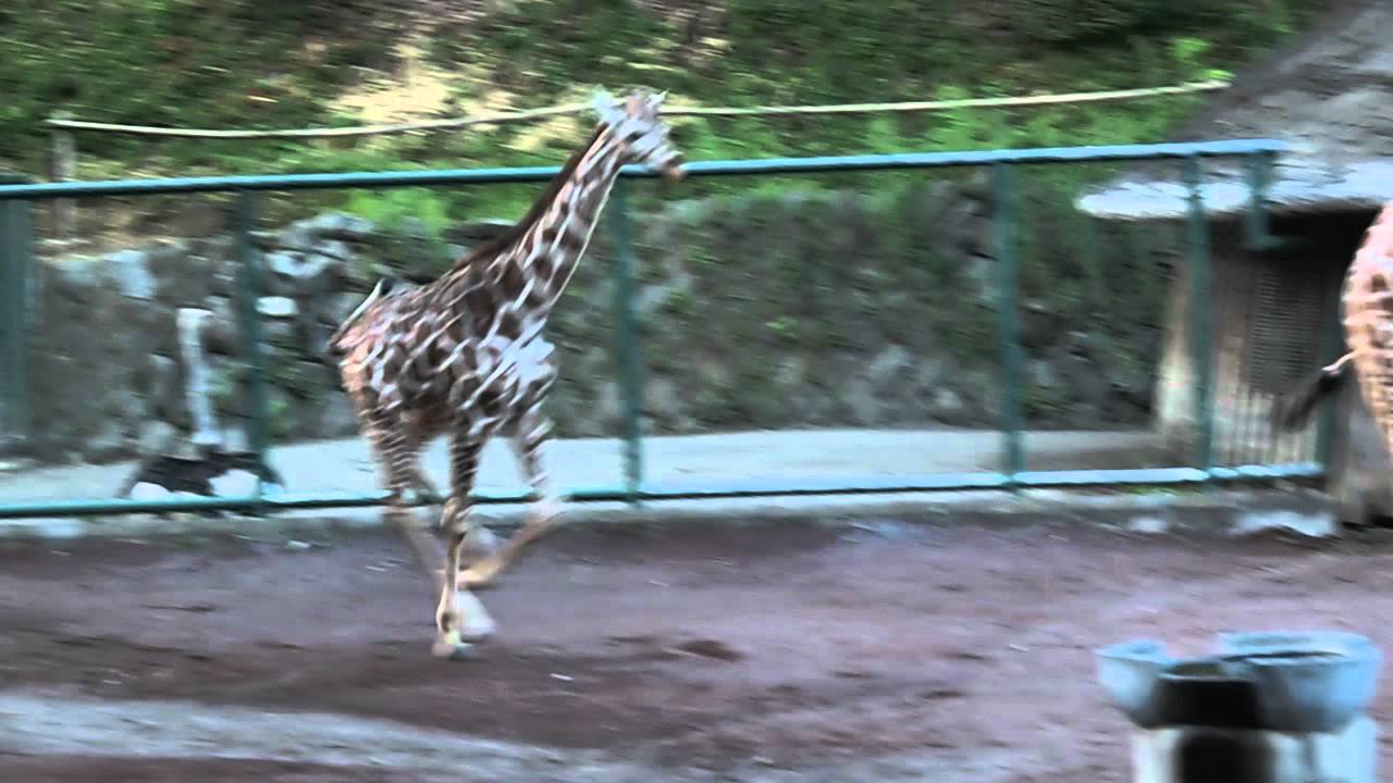 速い 子キリンの走り Fast Running Giraffe Youtube