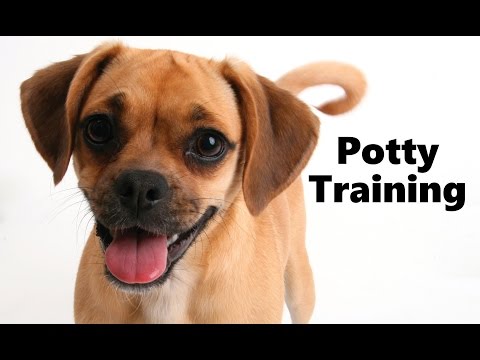 how-to-potty-train-a-puggle-puppy---puggle-house-training-tips---housebreaking-puggle-puppies-fast