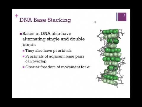 154-Structure & Stability of DNA