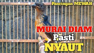 Pancingan murai trotol dan pastol BUNYI GACOR buat murai trotol belajar bunyi murai trotol gacor 51