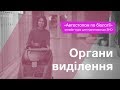 Органи виділення – Підготовка до ЗНО – Біологія