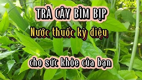 CÂY BÌM BỊP Chỉ cần nấu uống như trà bạn sẽ  có sức khỏe tuyệt vời,tránh được nhiều bệnh khó trị.