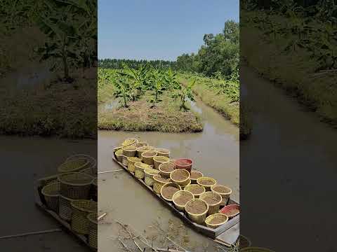 เอาปุ๋ยลงเรือ ใส่กล้วยหอม #กล้วย #ปลูกกล้วย #ใส่ปุ๋ย