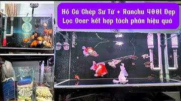 Hồ Cá Chép Sư Tử + Ranchu 400l Đẹp - Lọc Over Kết Hợp Tách Phân Nước Siêu Trong.Hồ Của Em Quang.
