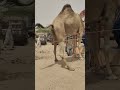 واقفة قد ام الباب والكرامة تقول ما نركبش واقفة قد ام الباب والكرامة تقول ما نركبش