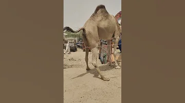 واقفة قد ام الباب والكرامة تقول ما نركبش 