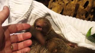 Sloth baby twins