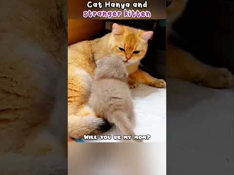 Cat Hanya And A Stranger Kitten