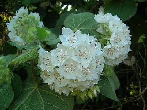 Video: Pink Wild Pear Flowers – Care For Pink Wild Pear Tropical Hydrangea