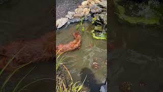 Dog Obsessed With Chasing Fish In Pond