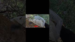 Chronicles of a Wild Bee Hunter: A Close-Up Look at the Extremely Dramatic Way to Hunt Wild Bees