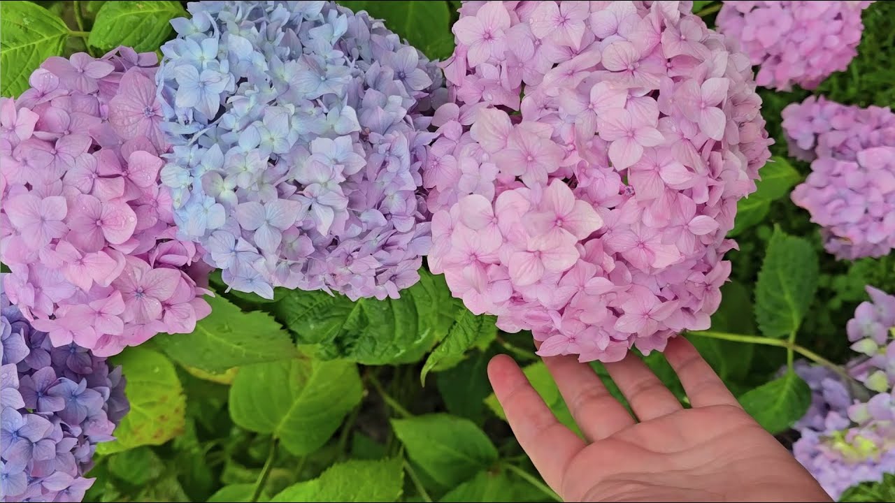 ГОРТЕНЗИЯ  любит эти 5 вещей! ЖАЛЕЮ, что РАНЬШЕ об этом не знала! Цветет как не в себя!