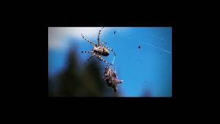 What is a bird-dropping spider? | interesting insects | amazing facts