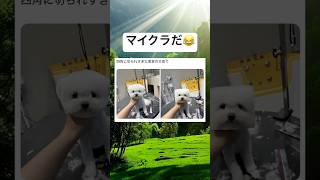 かわいいwww #shorts #おもしろ #犬 #マインクラフト #かわいい