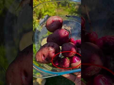 Video: Aartappels met kurkvlek - Hoe om ringvlek van aartappels te bestuur