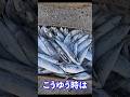 冷凍餌の使用方法　扱い方