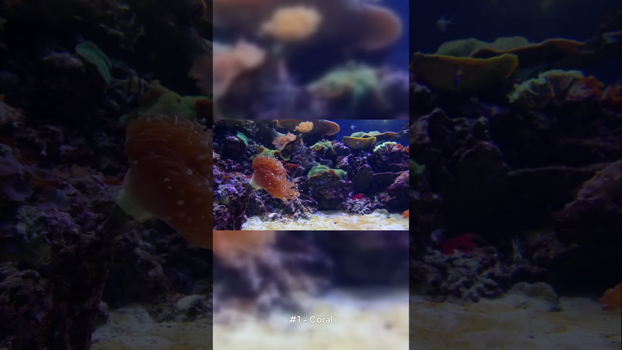 Top 5 Animals That Reshape Nature (Part 2) 