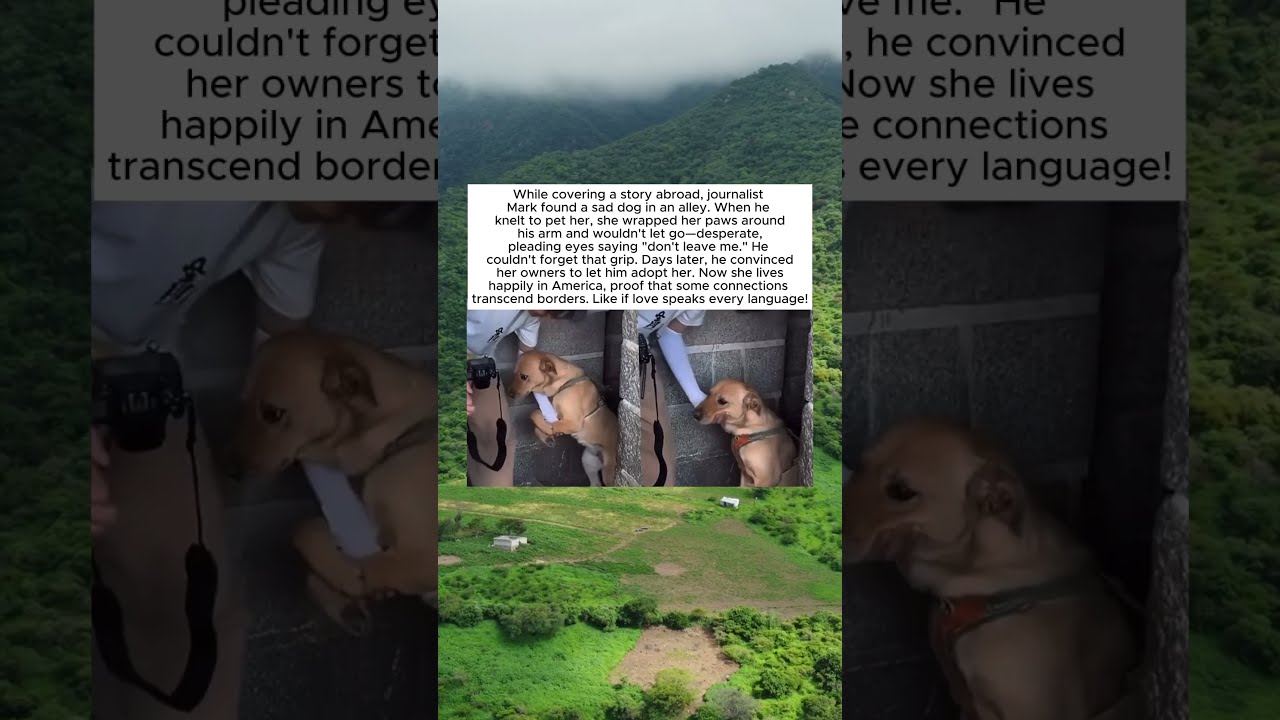 THE DOG WHO REFUSED TO LET GO
