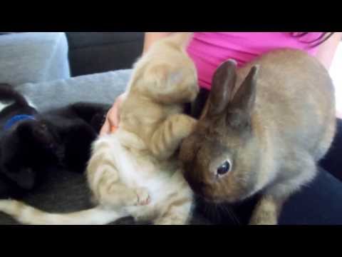 Kitten wast konijn Kitten wast konijn