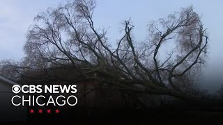Storms take down trees all along block in Highland, Indiana