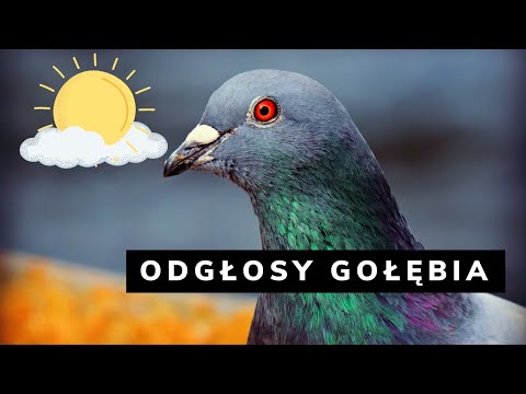 Wideo: Jak gołębie gruchają?