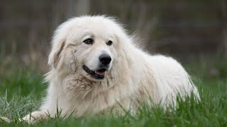 How to Train a Great Pyrenees for Dog Sports