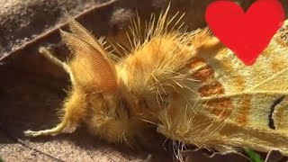 Cute Wooly Fuzzbug: Hairy moth! - Mylantria xanthospila (Lymantriinae)