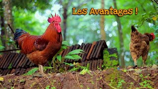 Les Bonnes Raisons d'avoir des Poules ! Avantages de l'élevage !