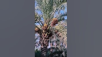#ايات_من_القران_الكريم  #القارئ_عمر_علي#المصمم_مصطفى_محمد 