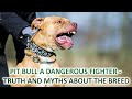 PIT BULL A DANGEROUS FIGHTER - TRUTH AND MYTHS ABOUT THE BREED