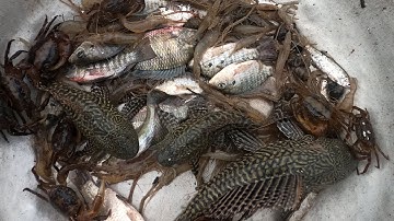 Thảo Cady đi ra đồng bắt các con vật ở ngoài đồng, con cua, con cá, con tôm, cá koi, cá cóc,