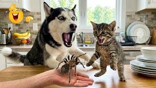 These Animal Videos Will Make You Laugh Non-Stop 🤣 Funniest Cats &amp; Dogs 2026