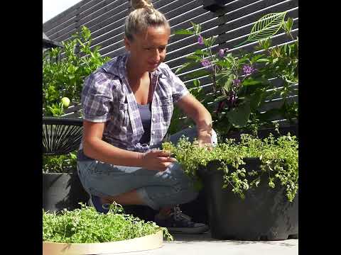Wideo: Wskazówki dotyczące uprawy majeranek w ogrodzie ziołowym