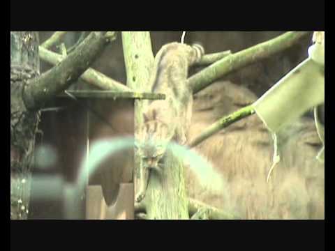 camera iphone 8 plus apk Kissojen Yö