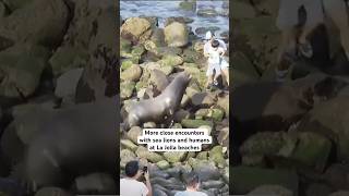 More sea lion, human close encounters at La Jolla beaches in San Diego prompt concerns