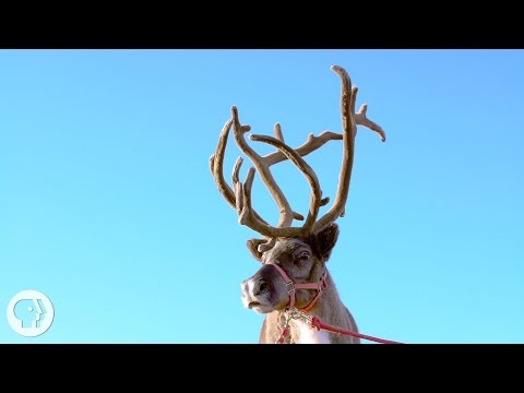 why-reindeer-and-their-cousins-are-total-boneheads-|-deep-look