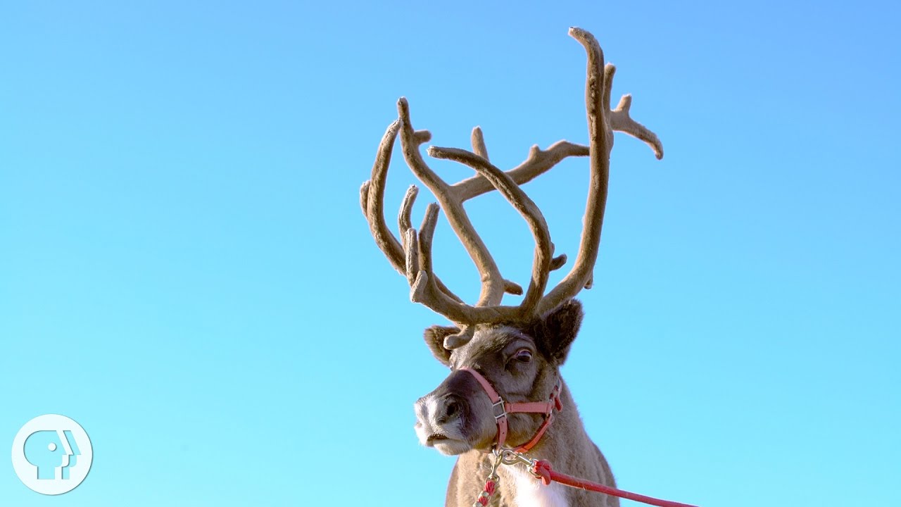 Why Reindeer and Their Cousins are Total Boneheads | Deep Look