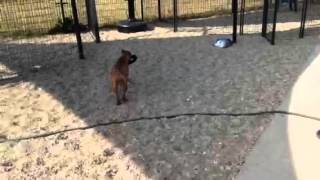 Meet Sugar A Terrier Pit Bull Currently Available For Adoption At Petango 12112014 25741 P