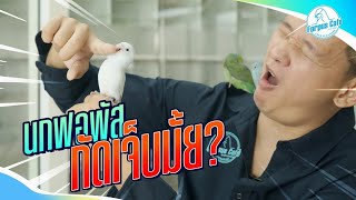 กัด…อีกแล้วว!! • นกฟอพัสกัดเจ็บมั้ย? • วิธีการฝึกและการดูแลนกฟอพัสไม่ให้กัดเจ็บพี่เปาจัดการยังไง?
