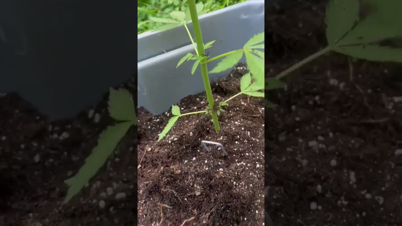 2X GMO cookies and 2x blueberry OG