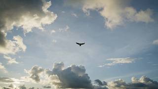 Hawk of the Steppe (Vizualizer) - NonPro by VTs